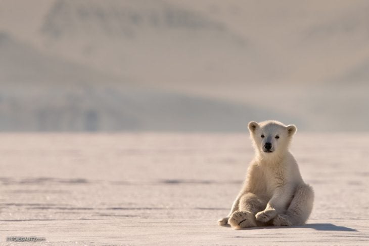 oso polar bebé polo paisaje