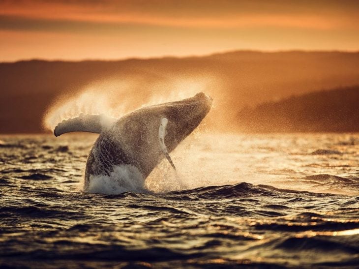 ballena atardecer salto mar