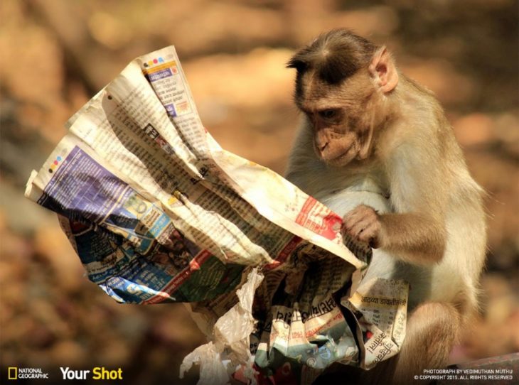 mono leyendo el periódico