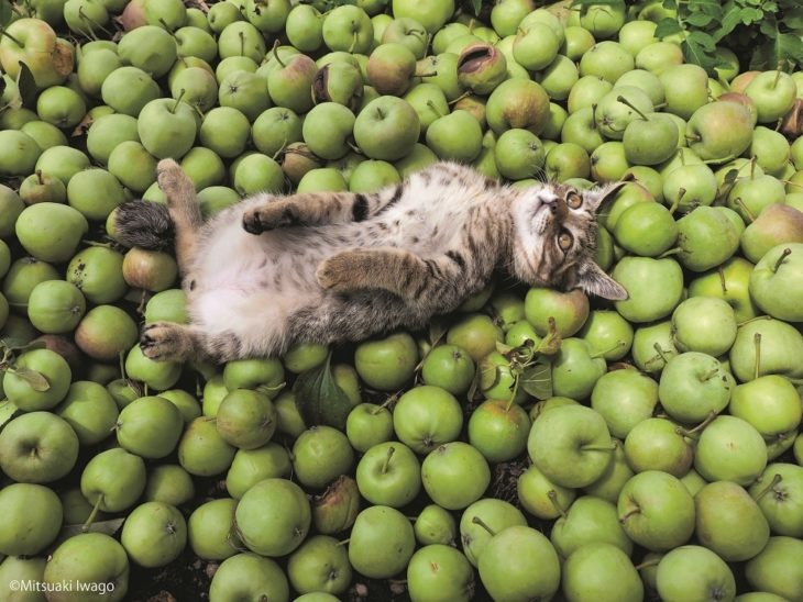 gatito meditando sobre unas manzanas