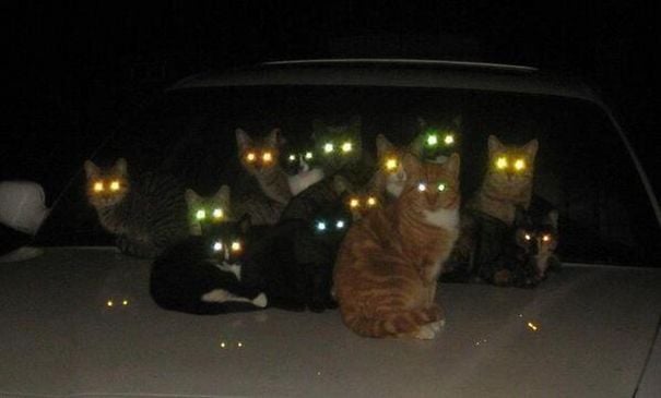 gatos ojos brillantes