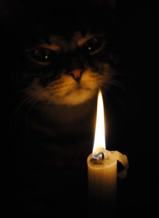 gato ritual vela