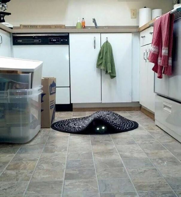 gato escondido en el tapete cocina