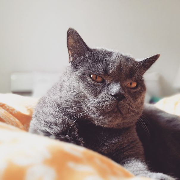 gato gris gordo enojado