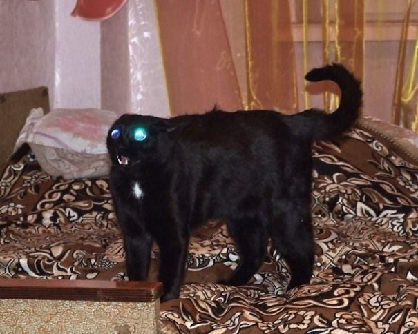 gato negro poseído