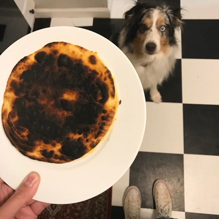 perro mirando un pancake quemado