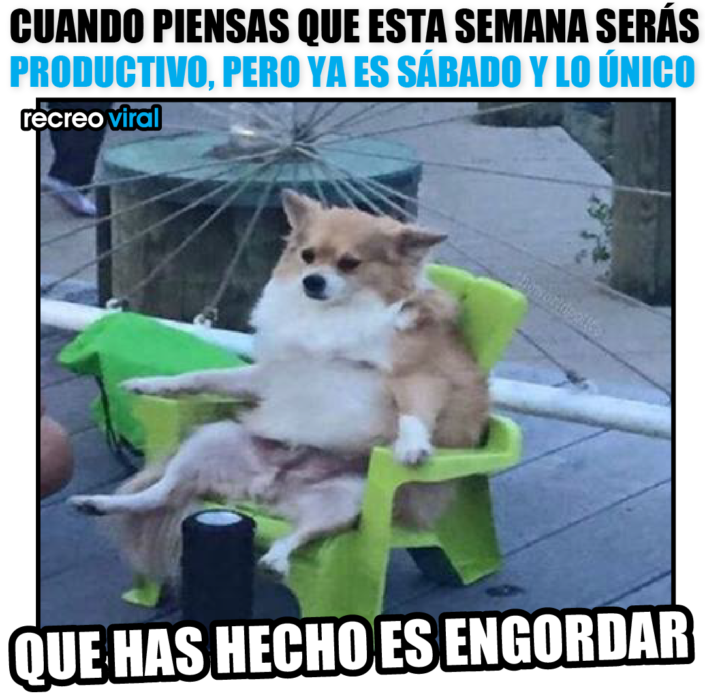 perro sentado en una silla verde