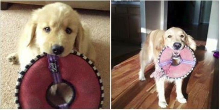 cachorro con su peluche y ahora 