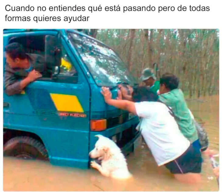 Memes perros - cuando no entiendes qué pasa