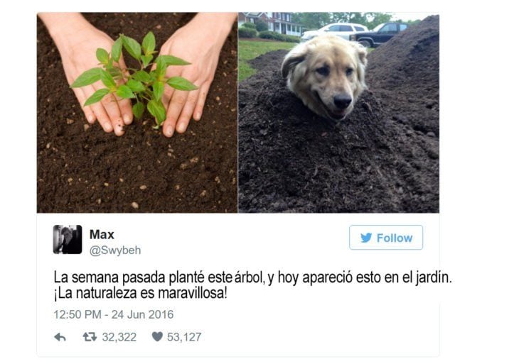 Memes perros - la naturaleza maravillosa