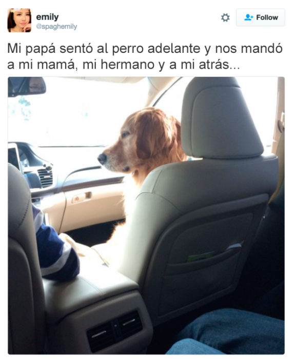 tuit perro en el asiento de adelante del carro