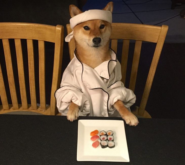 Shiba Inu vestido de chef sushi