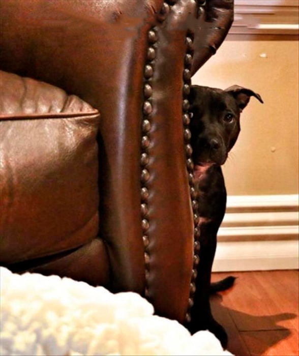 perro escondido atras del sillon