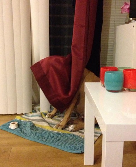 perro grande escondido en cortinas