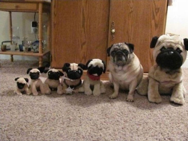 perro pug escondido entre pugs de juguete 