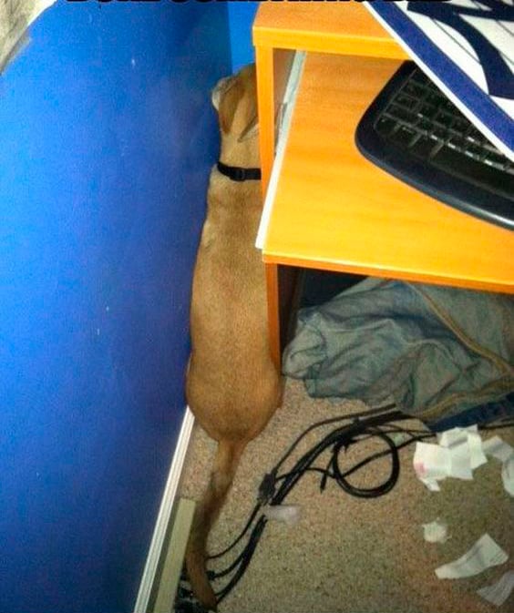 perro escondido entre un mueble y la pared 