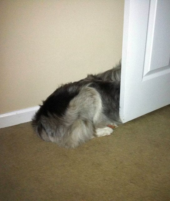 perro escondido detras de la puerta