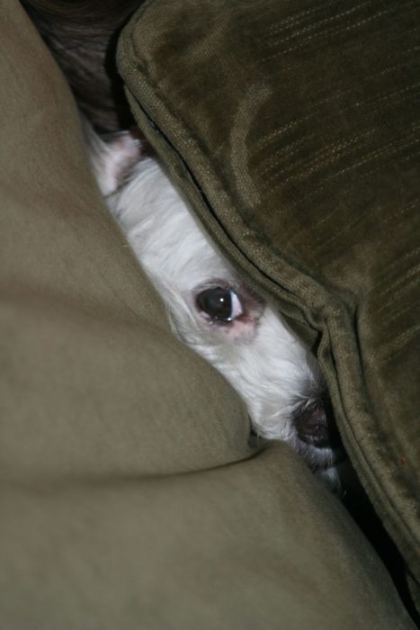 perro escondido en el sillón