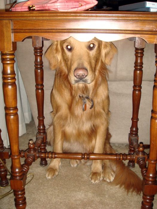 perro escondido abajo de la mesa