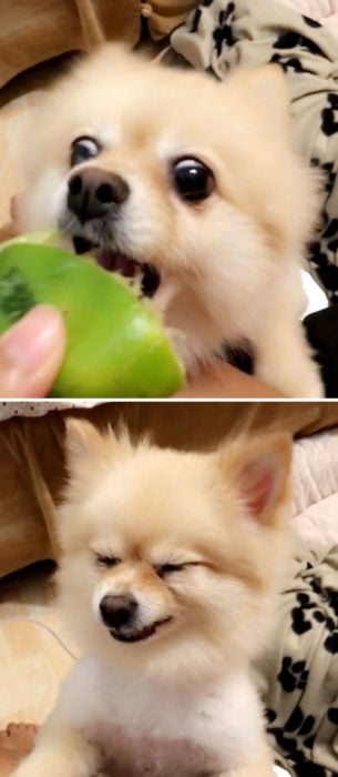 perro probando limon