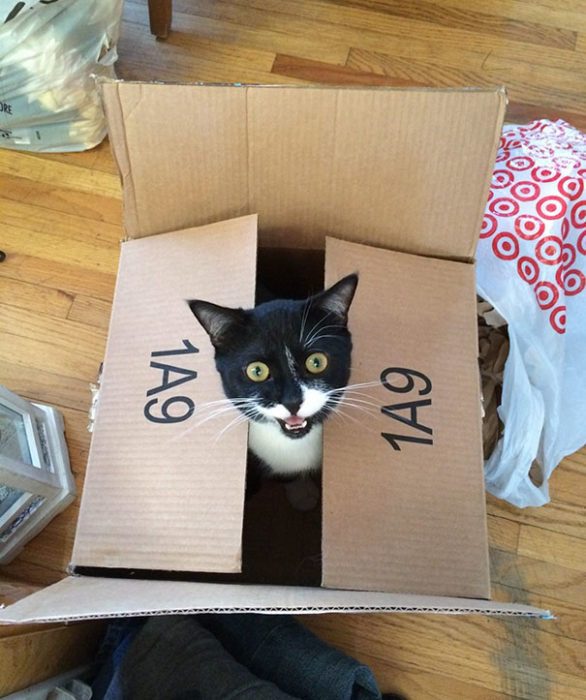gato en caja 