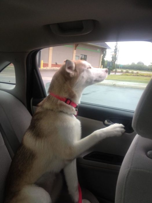 perro asomado por la ventana del carro 