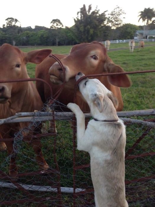 perro dandole besos a una vaca