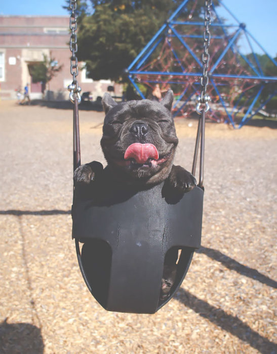 perro feliz en columpio 