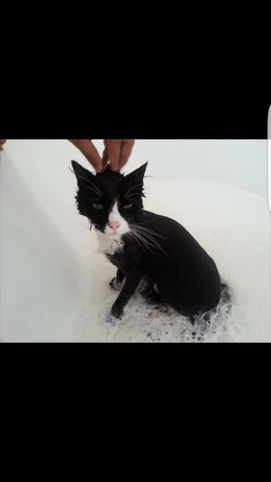 gato bañándose enojado 