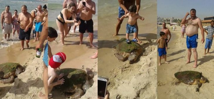 tortuga bañistas turistas selfie crueldad