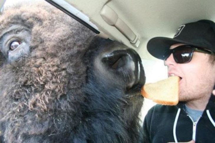 hombre y búfalo copartiendo un pan