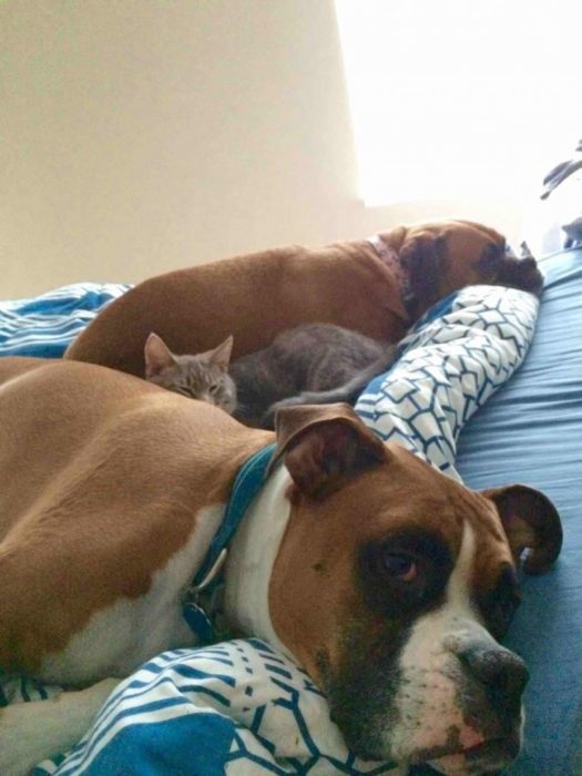 animales acostados en una cama