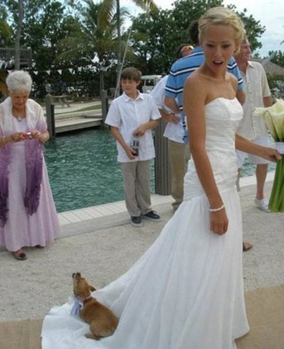 perro acostado en vestido de novia