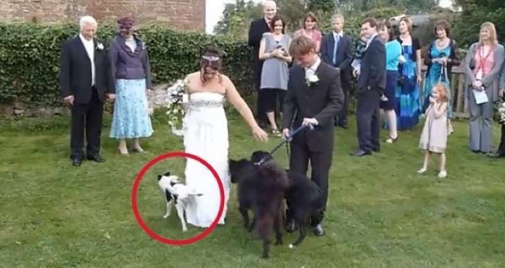 perro a punto de orinar el vestido de la novia 