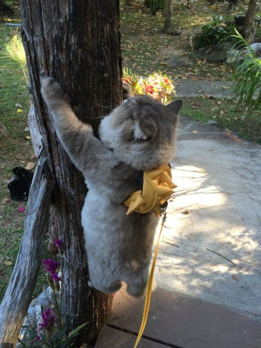 bone bone aventuras en arbol