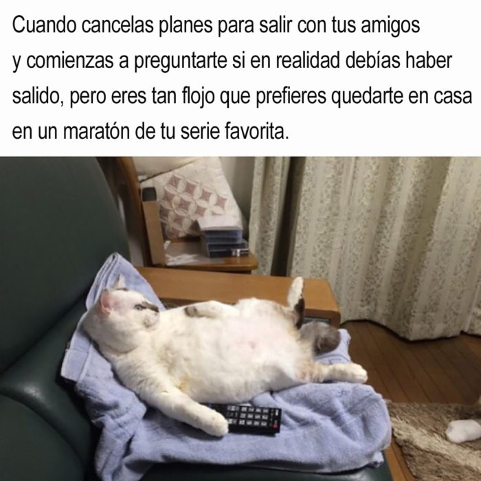 gato acostado con un control en una garra