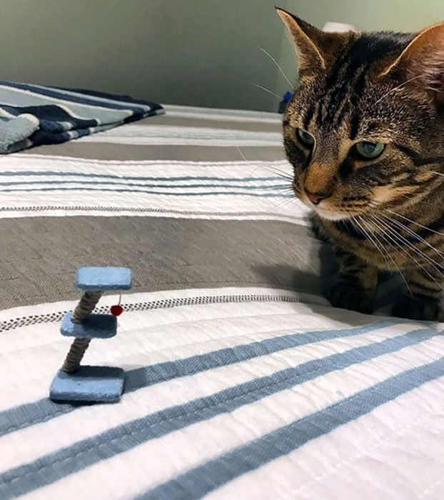 gato a un lado de juego de gato miniatura