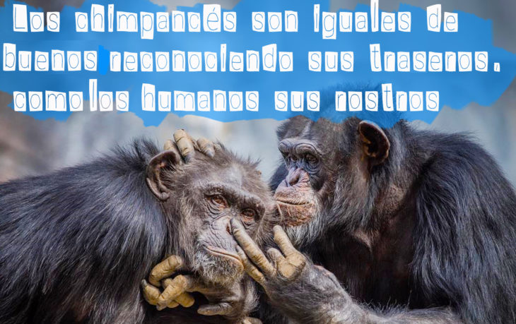 chimpancés