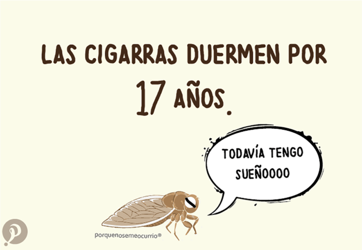 ilustración de una cigarra