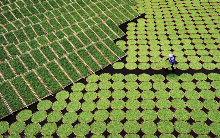 cultivos geométricos en china