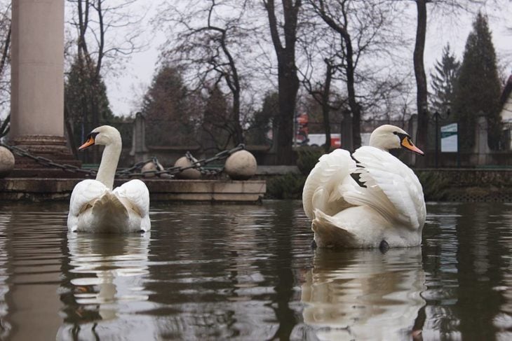 lago con cisnes