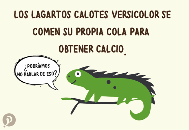 ilustración de un lagarto