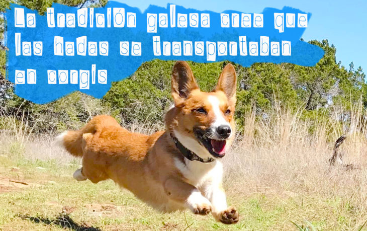 corgi saltando en un prado