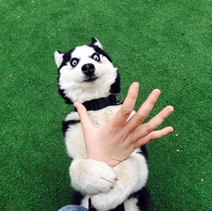husky deteniendo una mano pasto verde