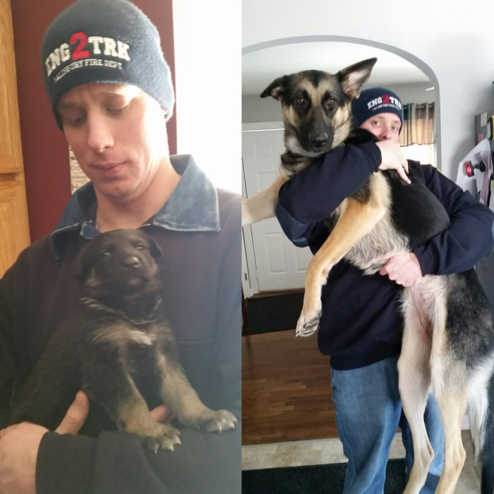 perro pastor alemán antes y después