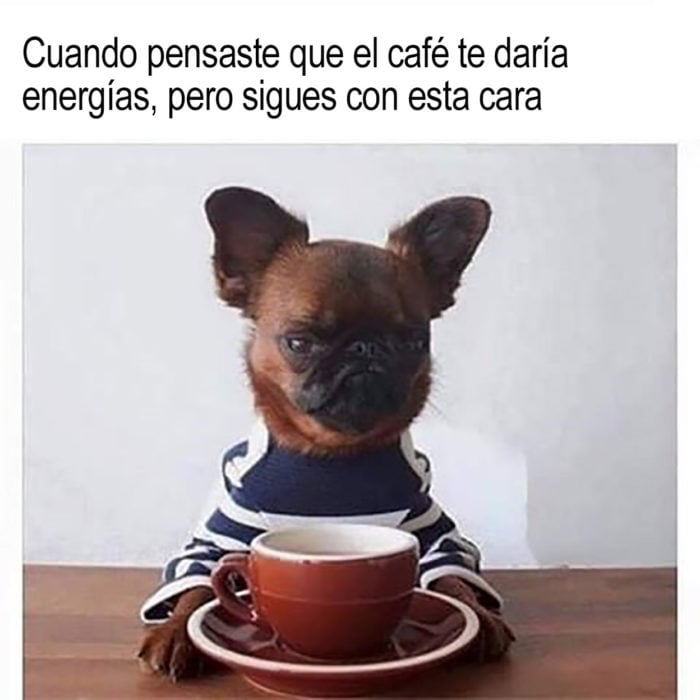 perrito y taza de café