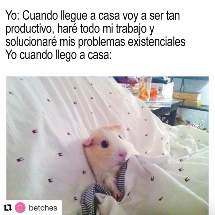 hamster recostado en una cama