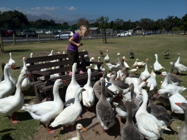 patos niña alimentándolos