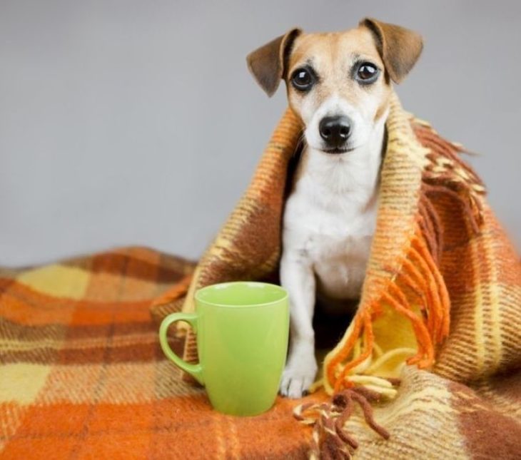 perrito enfermo gripe cobija