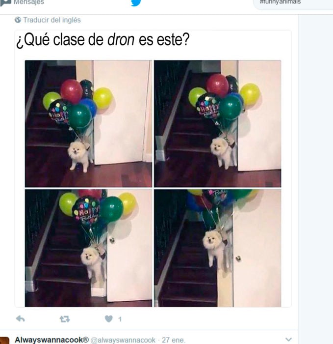 tuit en el queun perro está atado a unos globos